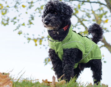 Kostuum verbanning semester Hondenkleding online kopen | Schecker