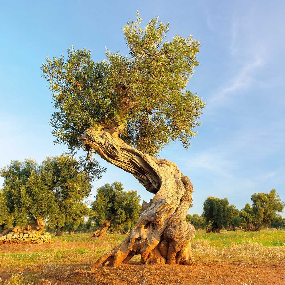 Chewies kauwstaaf van olijfhout Afbeelding 4