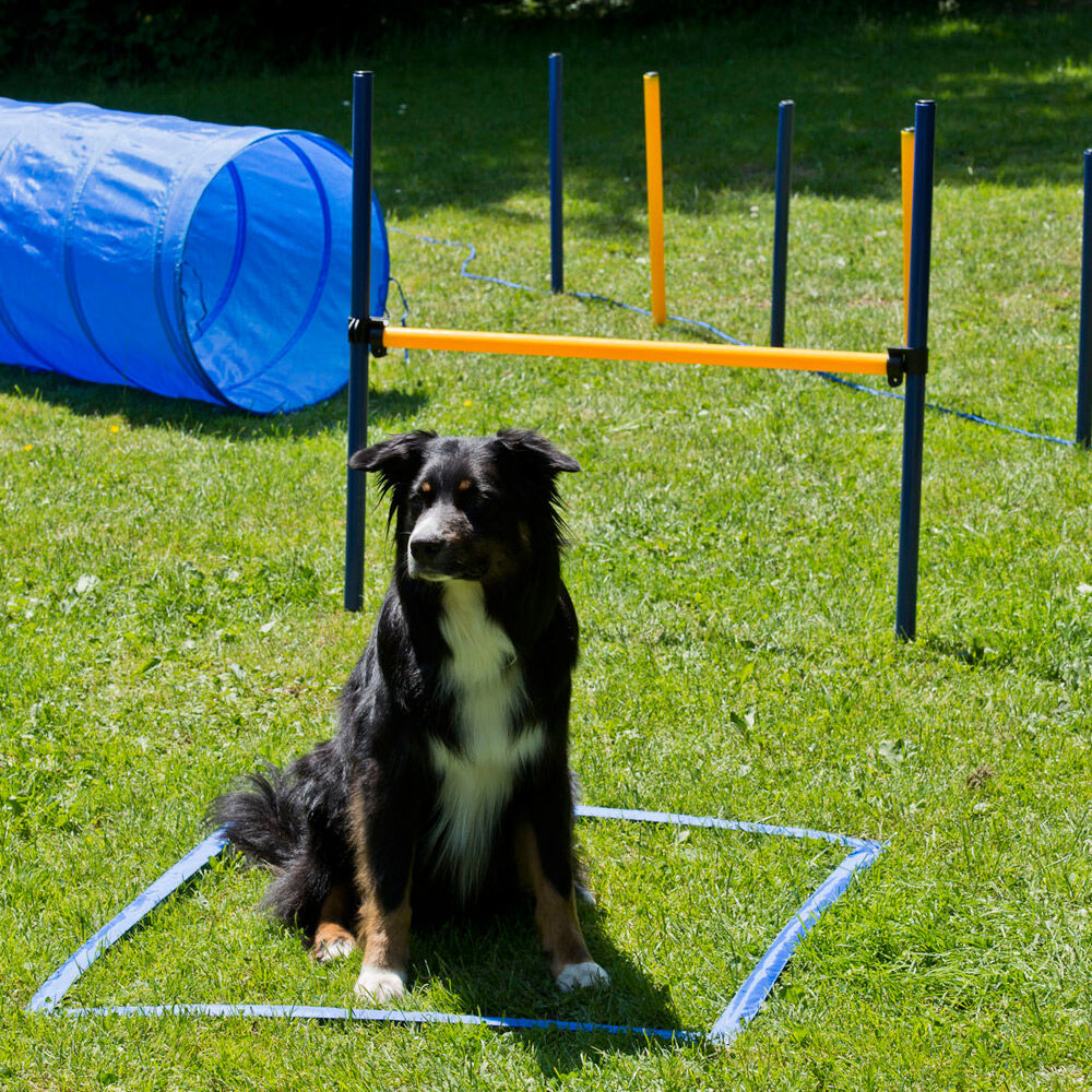 Dog agility start-set Afbeelding 2