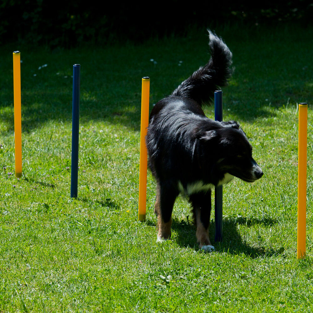 Dog agility start-set Afbeelding 4
