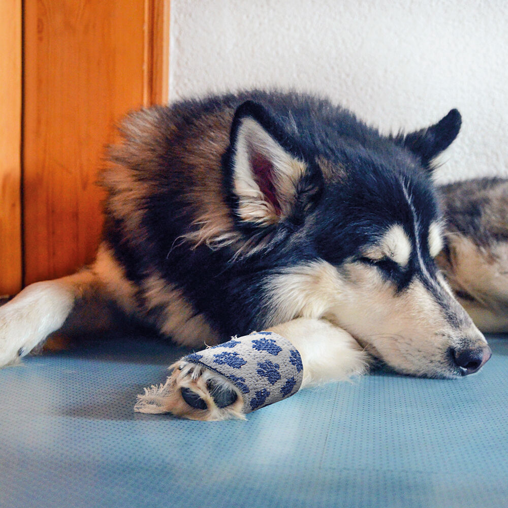 Bandage voor honden met schuimkussen Afbeelding 2