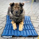 Koel-ligmatten voor honden