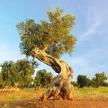 Chewies kauwstaaf van olijfhout