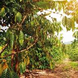 Chewies kauwstaaf van koffieboomhout