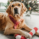 Kerstsjaal voor honden
