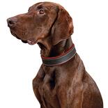 Schecker hondenhalsband Moorfeuer, Kleur: bruin/vuurrood