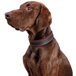 Schecker hondenhalsband Moorfeuer, Kleur: bruin/bessenrood