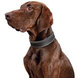Schecker hondenhalsband Moorfeuer, Kleur: bruin/hemel
