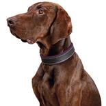 Schecker hondenhalsband Moorfeuer, Kleur: bruin/violet