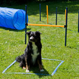 Dog agility start-set